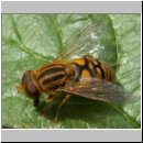 Parahelophilus sp - Teichrandschwebfliege w02.jpg